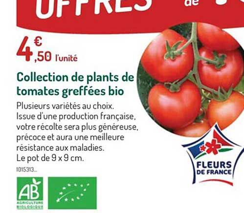 collection de plants de tomates greffées bio
