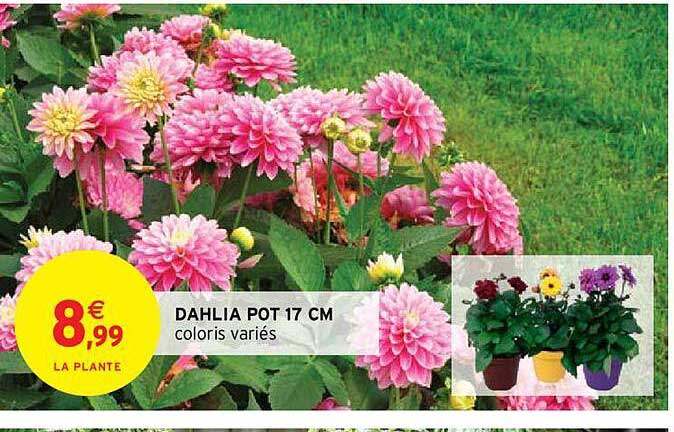 Dahlia Pot 17 Cm