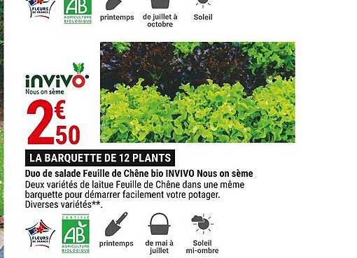 duo de salade feuille de chêne bio invivo nous on sème