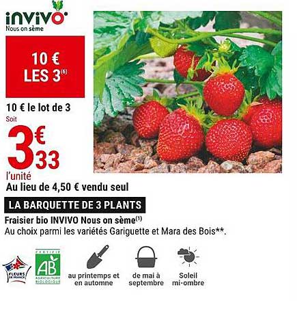 fraisier bio invivo nous on sème