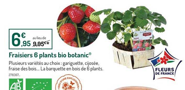 fraisiers 6 plants bio botanic