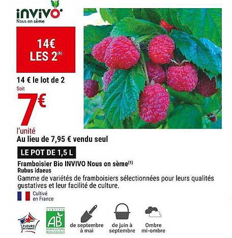 framboisier bio invivo nous on sème rubus idaeus