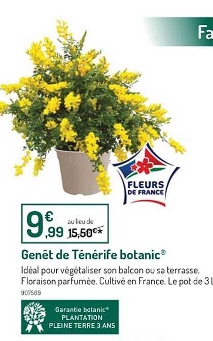 genêt de ténérife botanic