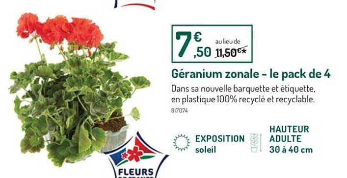 géranium zonale - le pack de 4