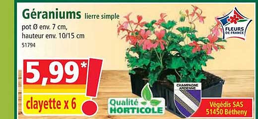 géraniums lierre simple