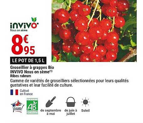 groseillier à grappes bio invivo nous on sème ribes rubrum
