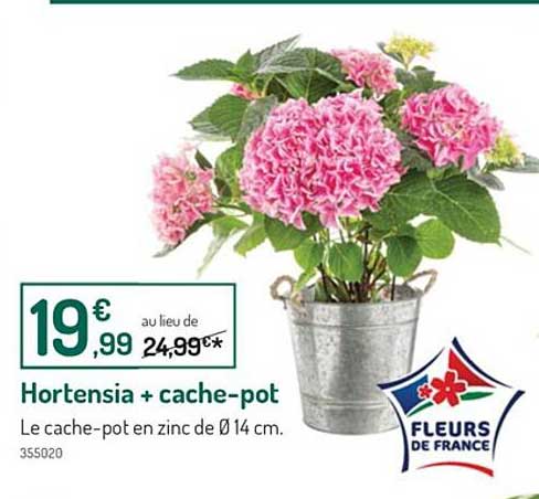 Hortensia + Cache-pot