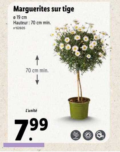 marguerites sur tige