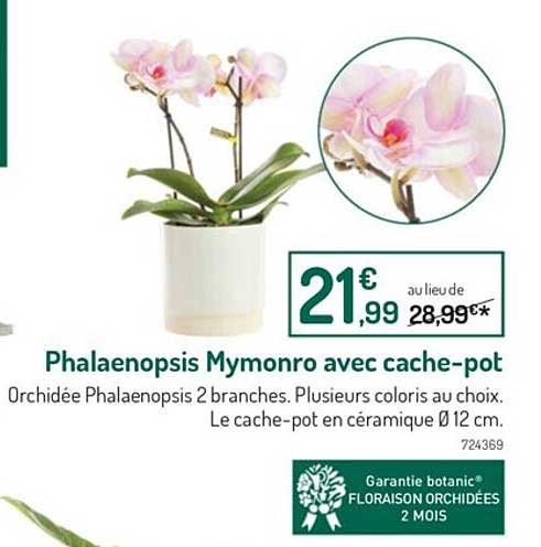 phalaenopsis mymonro avec cache-pot
