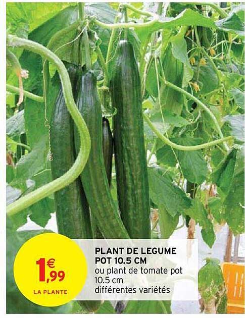 plant de légume pot 10.5cm