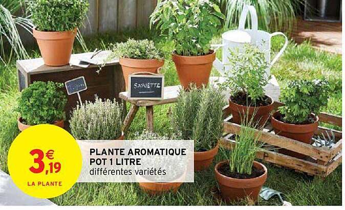 plante aromatique pot 1 litre