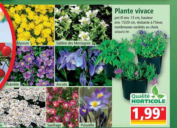 Plante Vivace