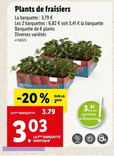 plants de fraisiers
