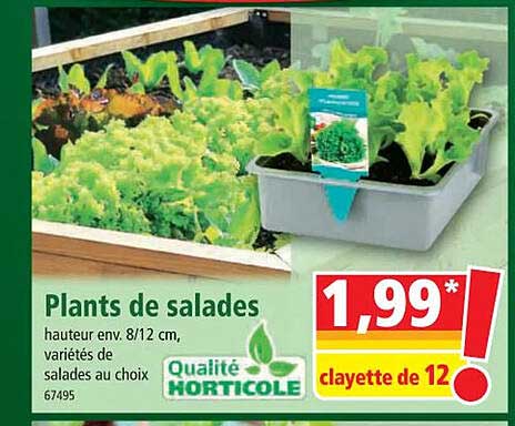 plants de salades