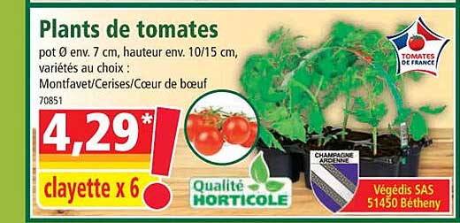 plants de tomates