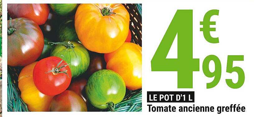 tomate ancienne greffée