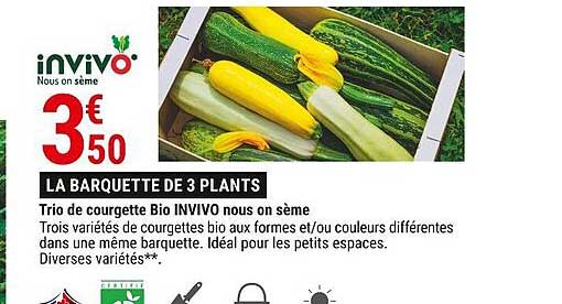 trio de courgette bio invivo nous on sème