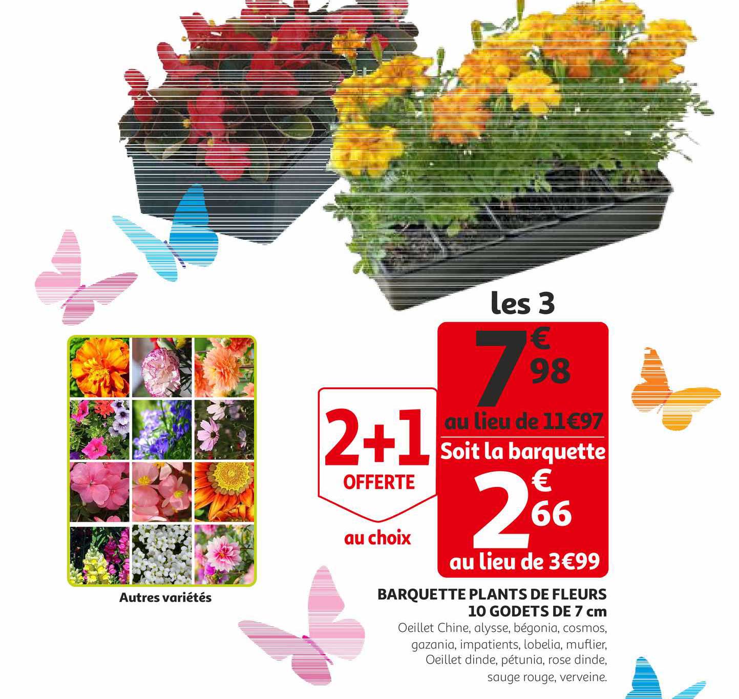 Barquettes De Plants De Fleurs 10 Godets De 7 Cm
