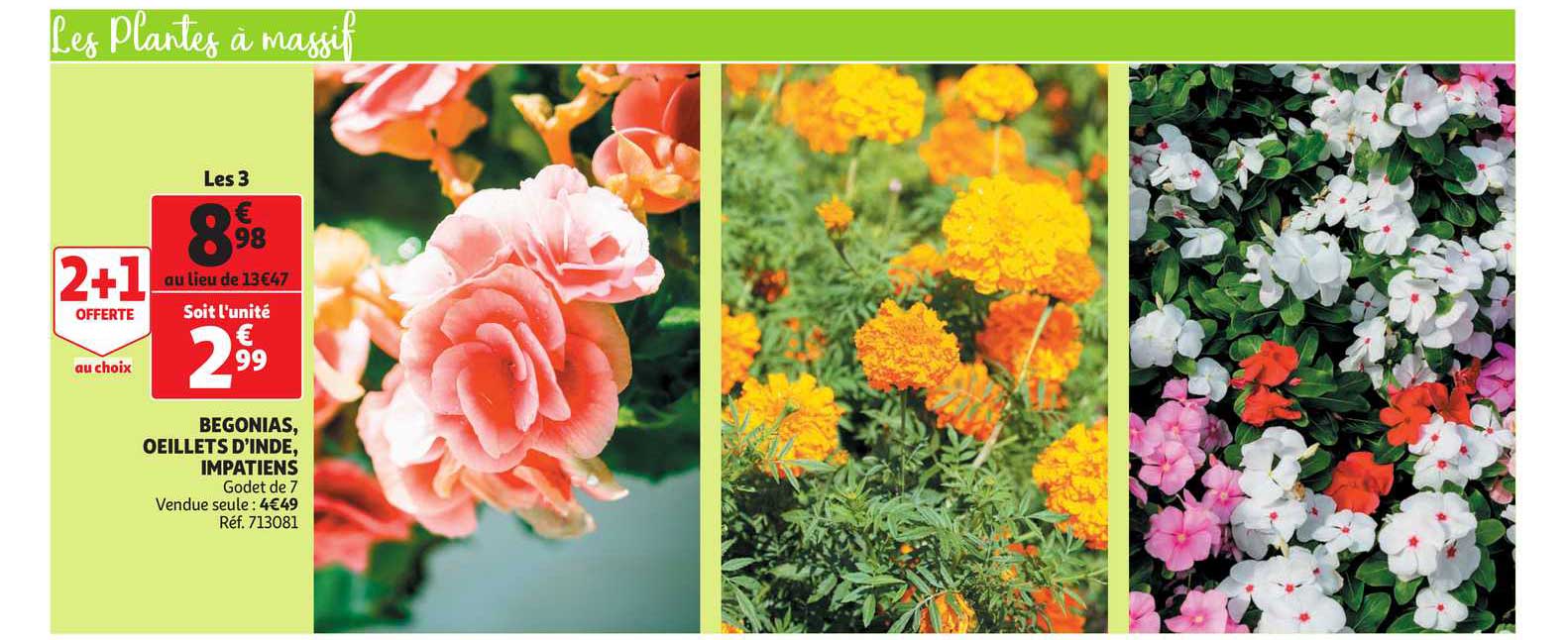 begonias, œillets d'inde, impatiens