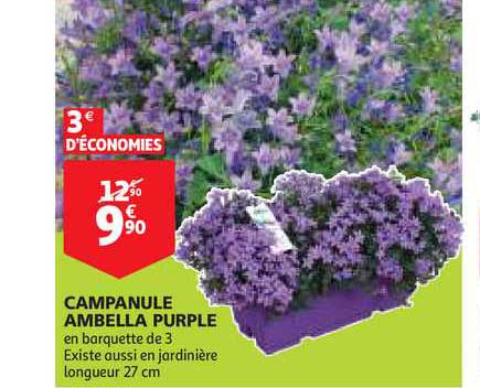 campanule ambella purple
