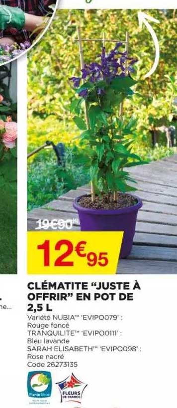 clématite "juste à offrir" en pot de 2,5 l