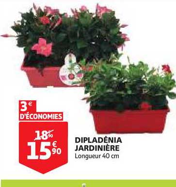 Dipladénia Jardinière