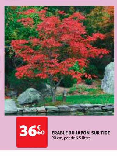 érable Du Japon Sur Tige