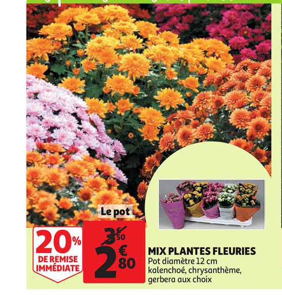 mix plantes fleuries