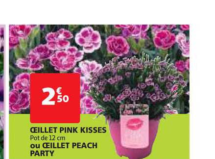 Oeillet Pink Kisses Ou Oeillet Peach Party