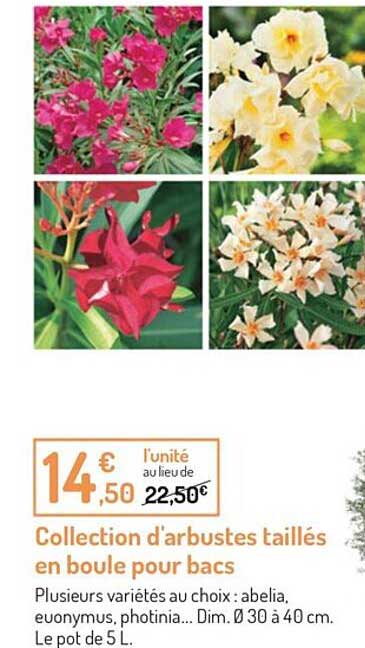 collection d'arbustes taillés en boule pour bacs