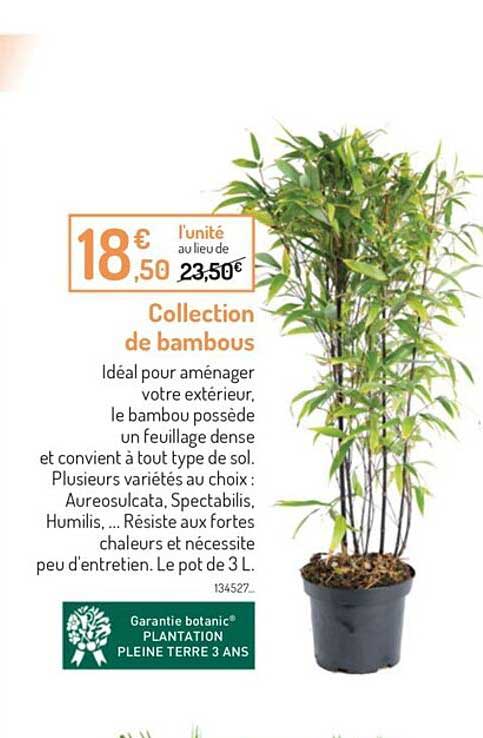 collection de bambous