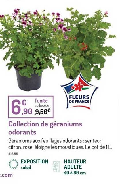 collection de géraniums odorants