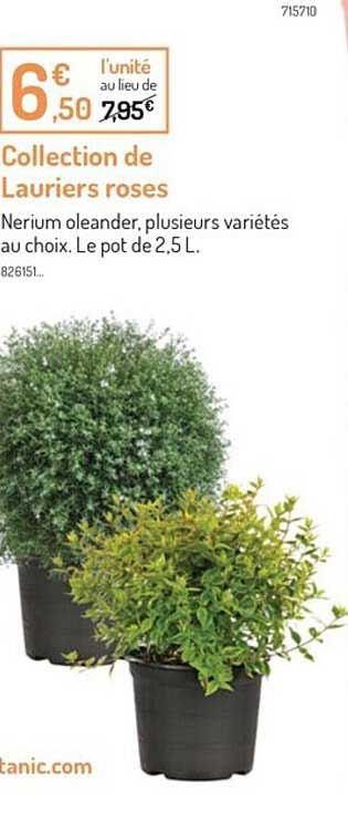 collection de lauriers roses