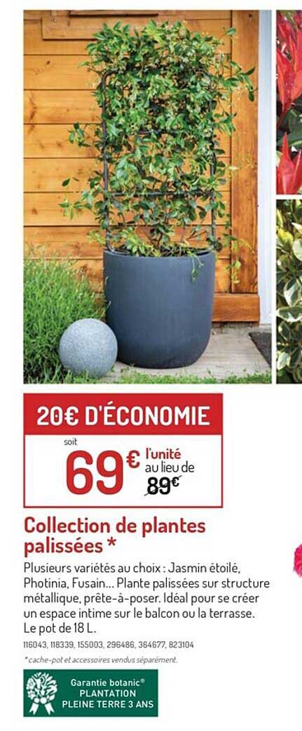 Collection De Plantes Palissées