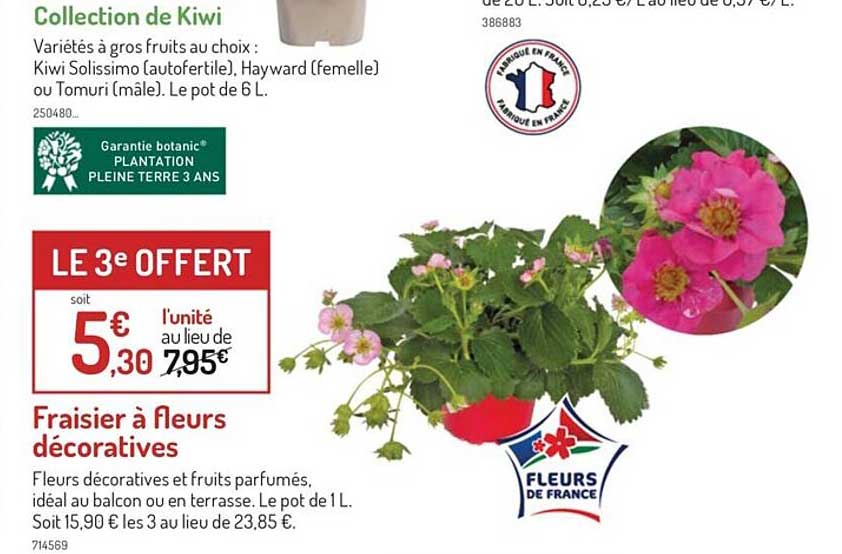 fraisier à fleurs décoratives