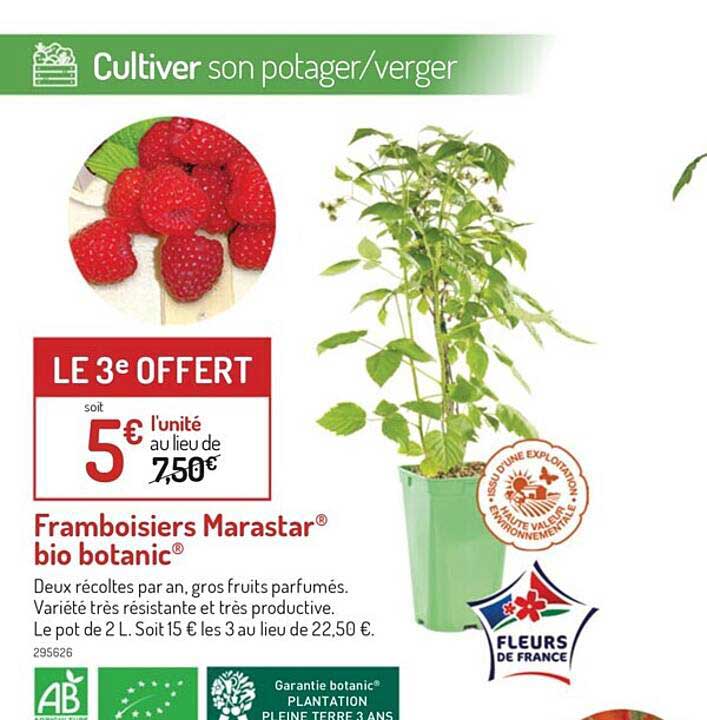 Framboisiers Marastar Bio Botanic