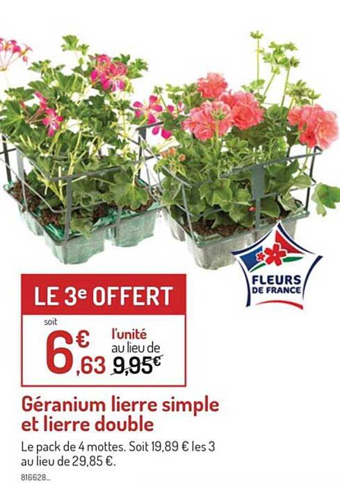 géranium lierre simple et lierre double