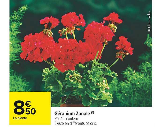 géranium zonale