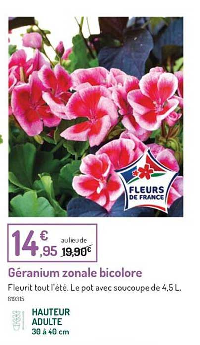 géranium zonale bicolore