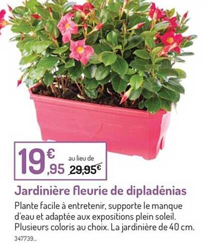 jardinière fleuries de dipladénias