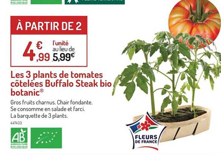 les 3 plants de tomates côtelées buffalo steak bio botanic