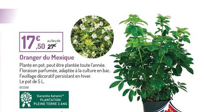 oranger du mexique