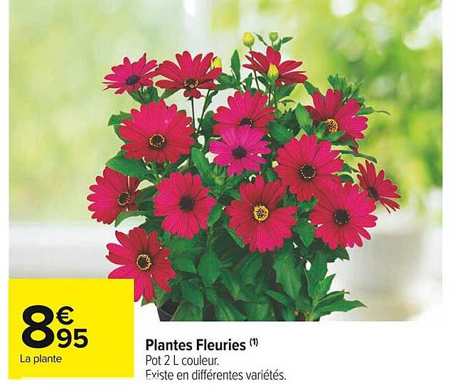 Plantes  Fleuries