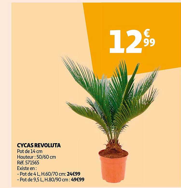Cycas Revoluta