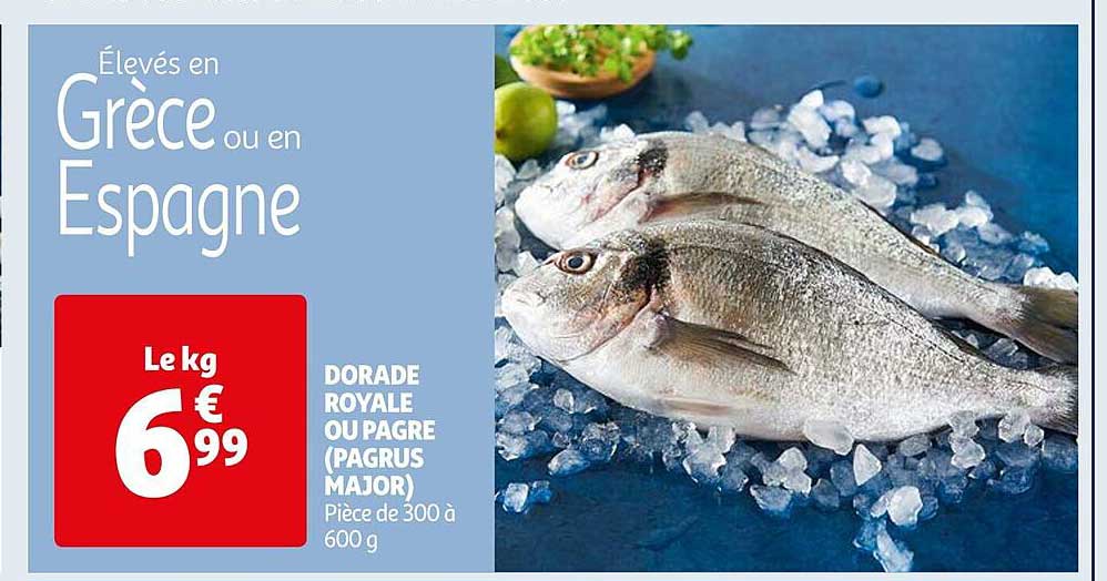 dorade royale ou pagre (pagrus major)