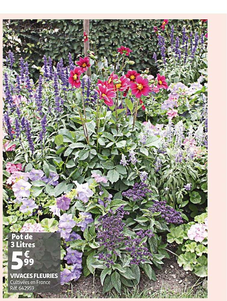 vivaces fleuries