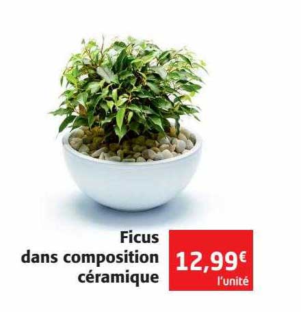 ficus dans composition céramique