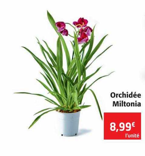 orchidée miltonia