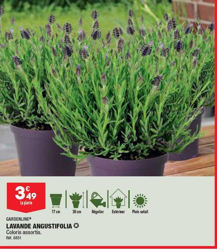 Lavande Angustifolia Gardenline
