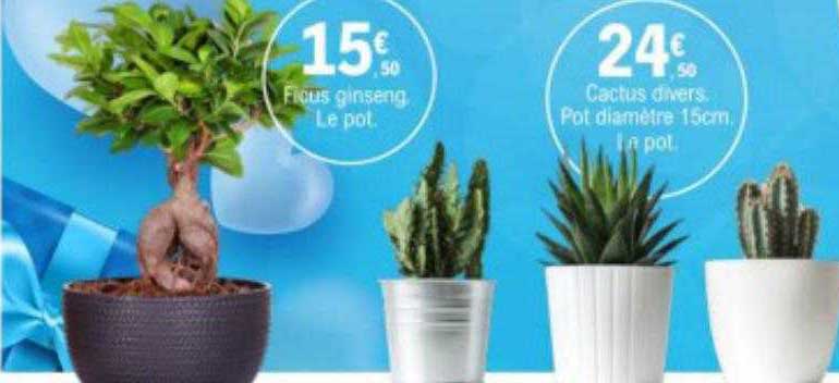 ficus ginseng, cactus divers